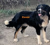 Zeusz neu