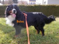 Balou