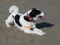 Tino 4