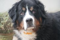 Tummi